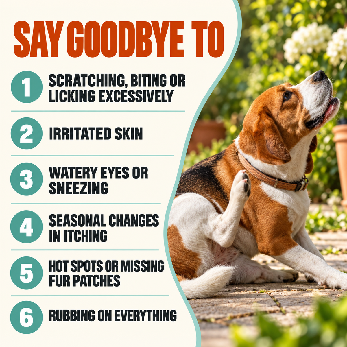 Allergy & Itch Support Chews for Dogs