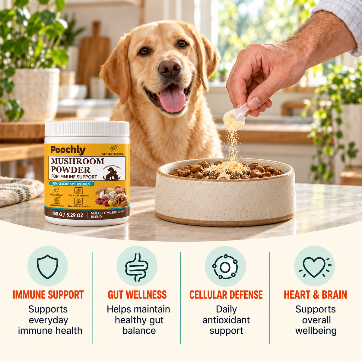 Mushroom Wellness Powder
