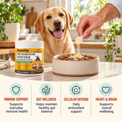 Mushroom Wellness Powder