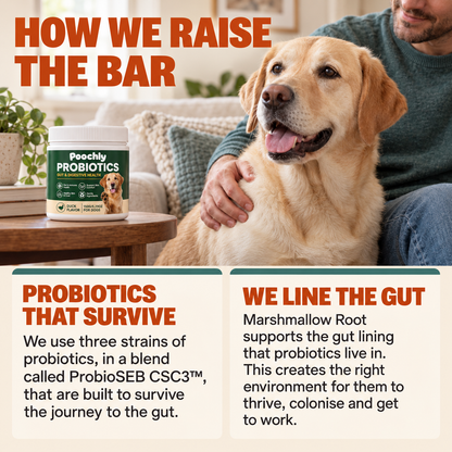 Daily Probiotic Chews
