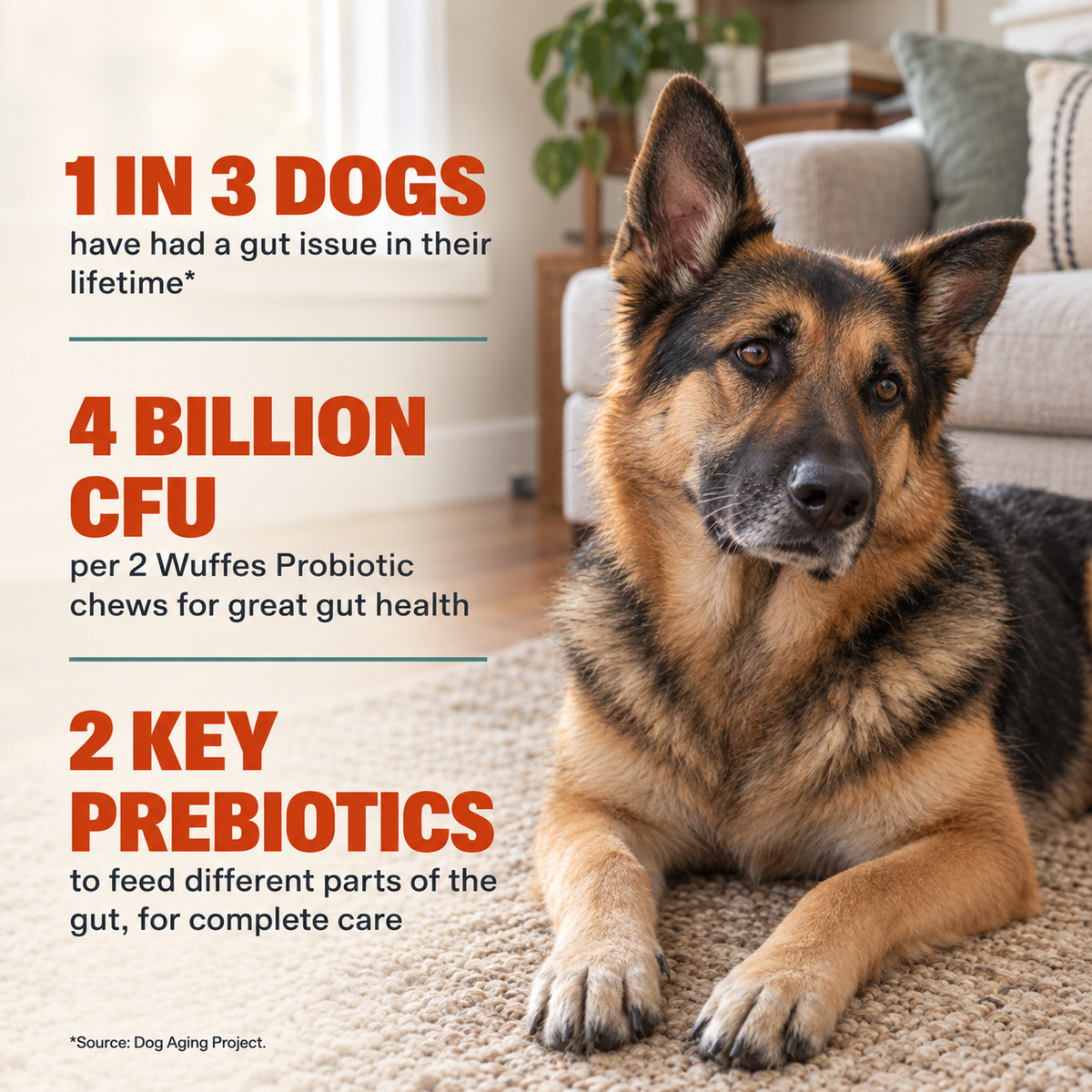 Daily Probiotic Chews