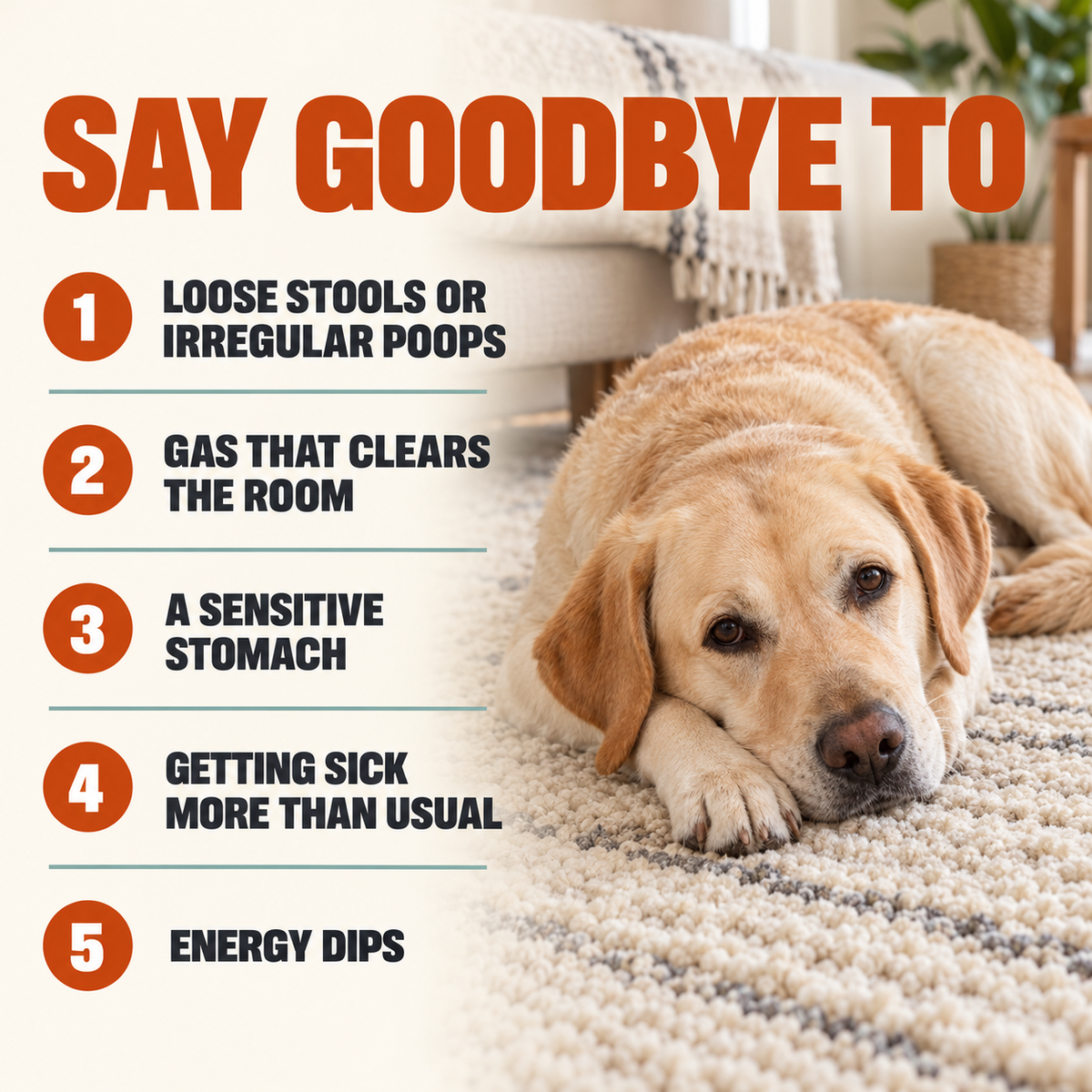 Daily Probiotic Chews